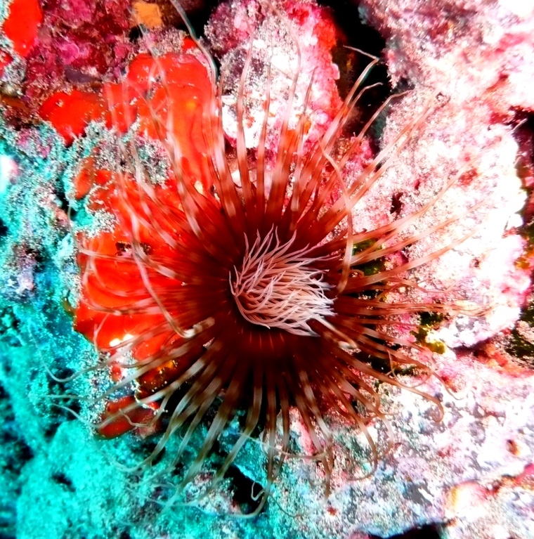 Seeanemone, Teneriffa, Januar 2008