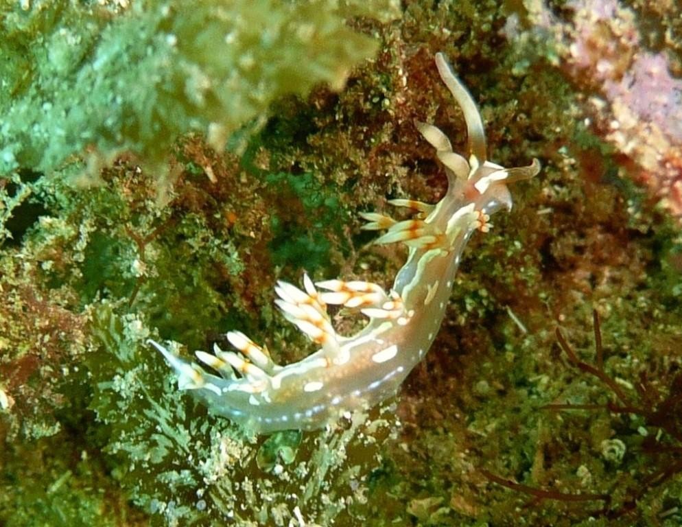 Nacktschnecke, Ilha Grande, 22.04.2009