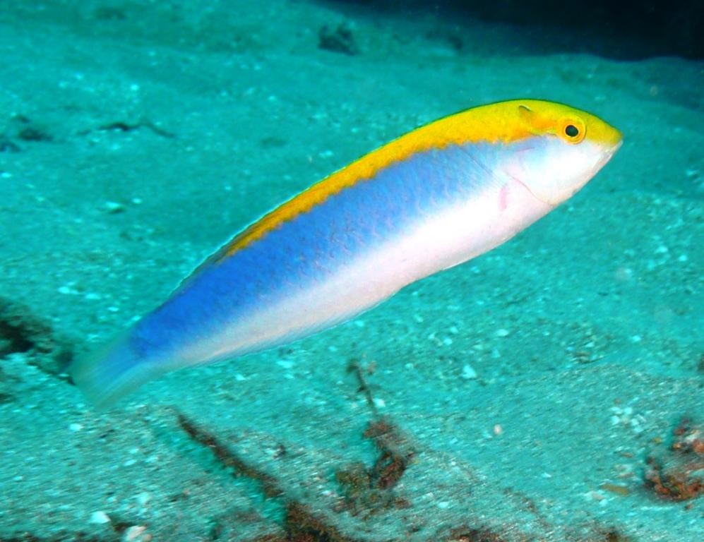 Budiao azul, Halichoeres dimidiatus, Übergangsstadium, Recife, 20.11.2009