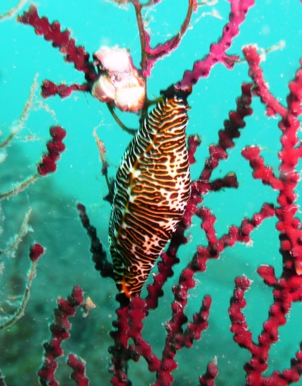 Nacktschnecke, Ilha Grande, 22.07.2008