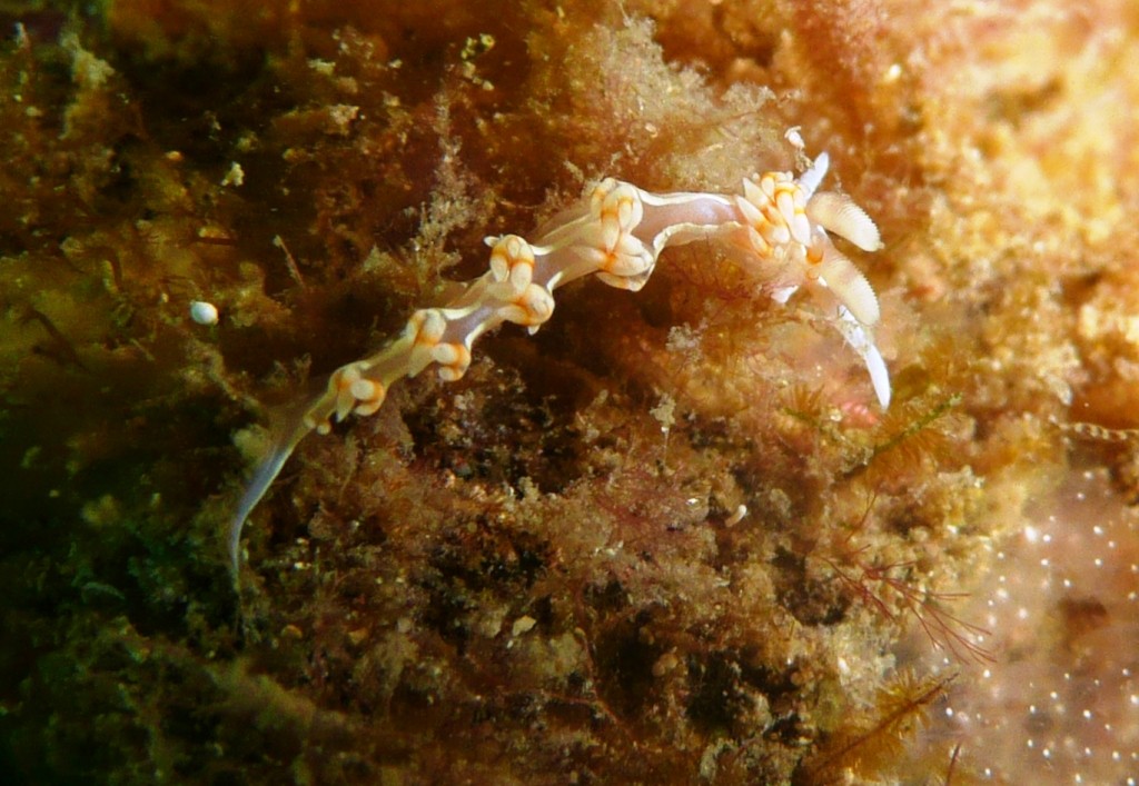 Fadenschnecke, Ilha Grande, 14.07.2010