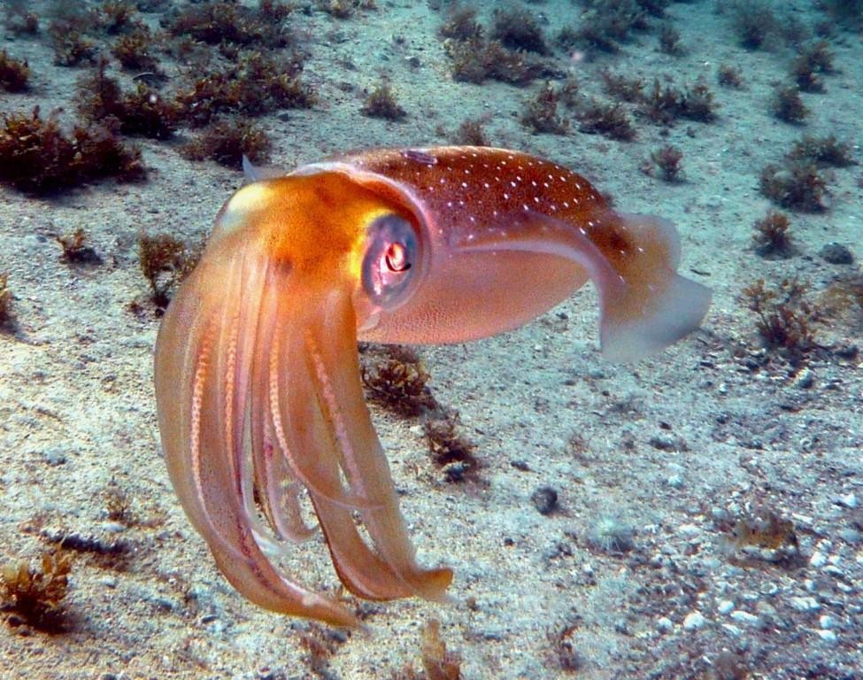 Tintenfisch, Sepia officinalis, bis 20 cm lang, Ilha Grande, 19.04.2009