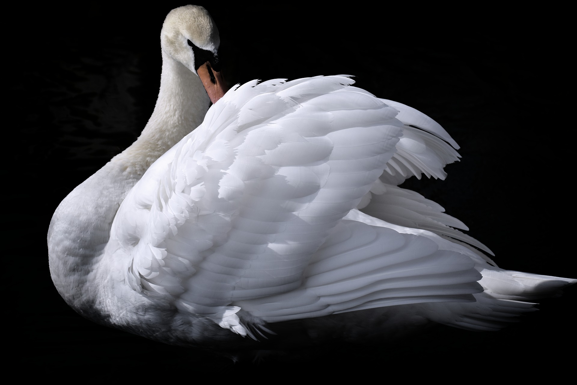 (c) White-swan.club