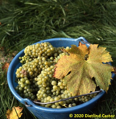 Weinlese Müller-Thurgau-Trauben am Bodensee © 2020 Dietlind Castor