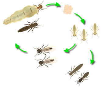 Le Termite - Définition