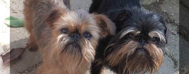 Belge brussels griffon hotsell