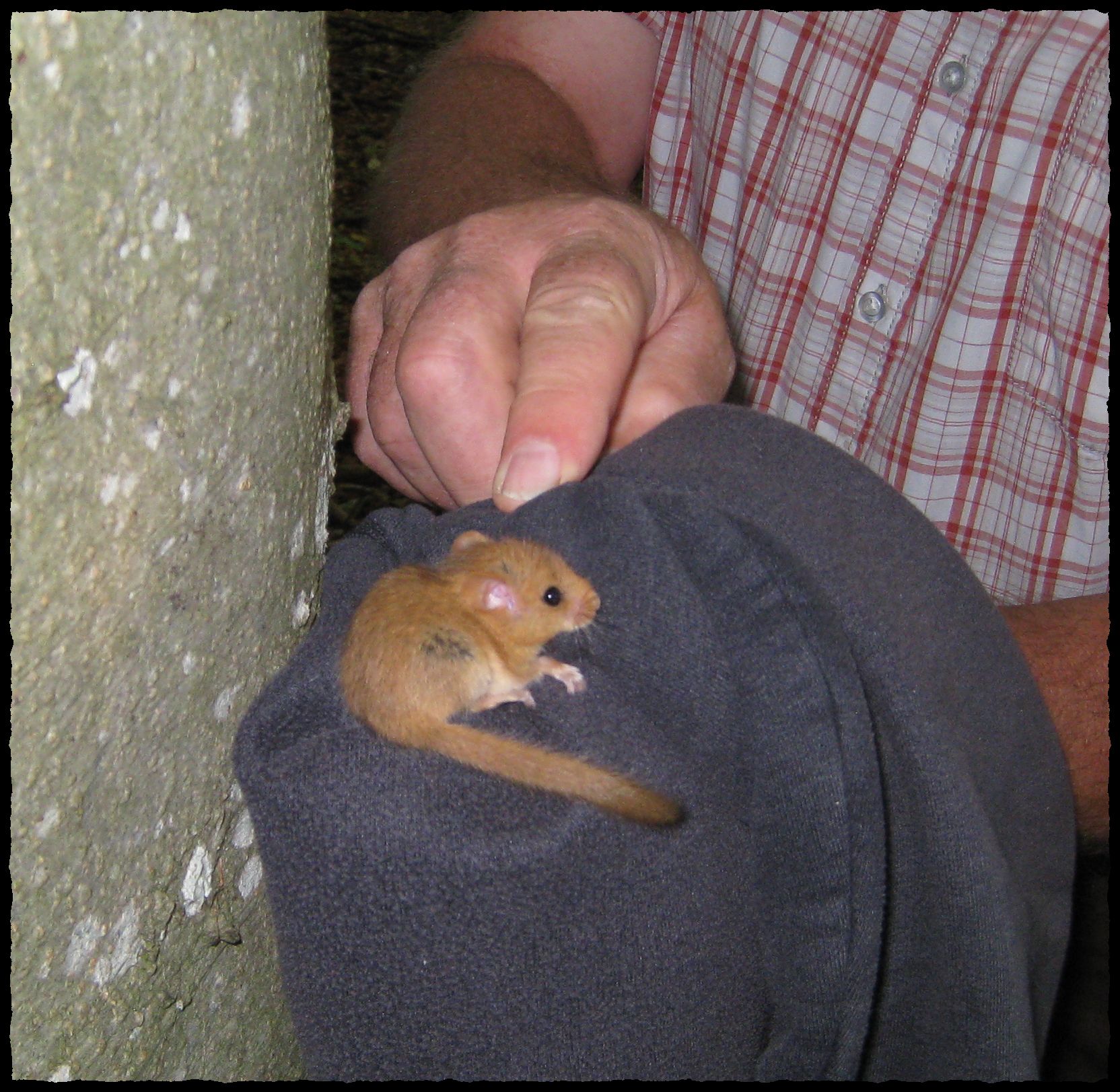 sie fühlte sich auf dem Pullover wohl