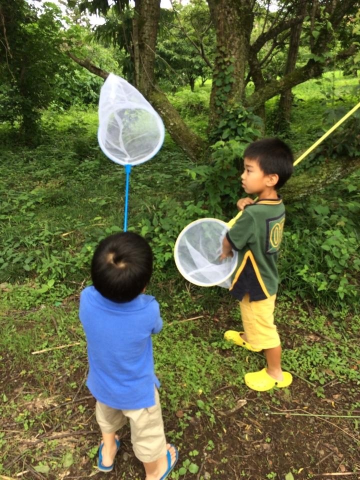 教会のまわりでは、いろんなカミキリ虫やバッタ、蝶々などがいて、昆虫採集にハマります！