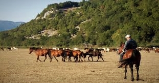 Equitazione