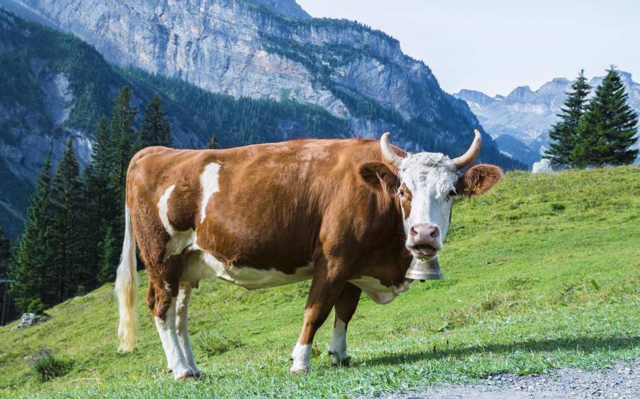 Kuh mit Kuhglocke auf einer Alm. (Symbolbild: Pfüderi)