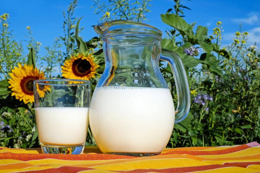 Eine Glaskanne mit Milch und ein Glas mit Milch vor einem Sonnenblumenfeld. (Symbolbild: Couleur)