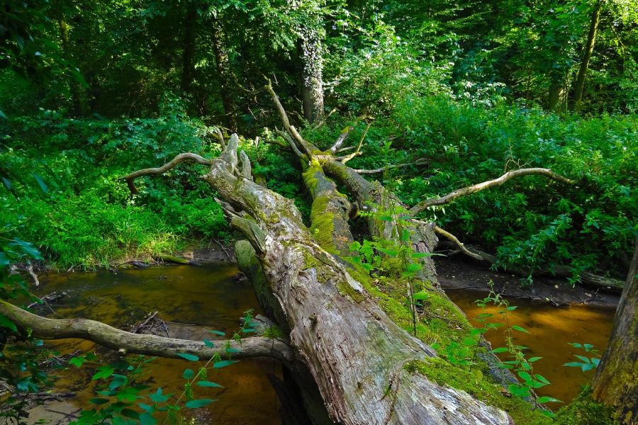 Ein sich selbst überlassener Wald mit Totholz. (Symbolbild: Jan Mallander)