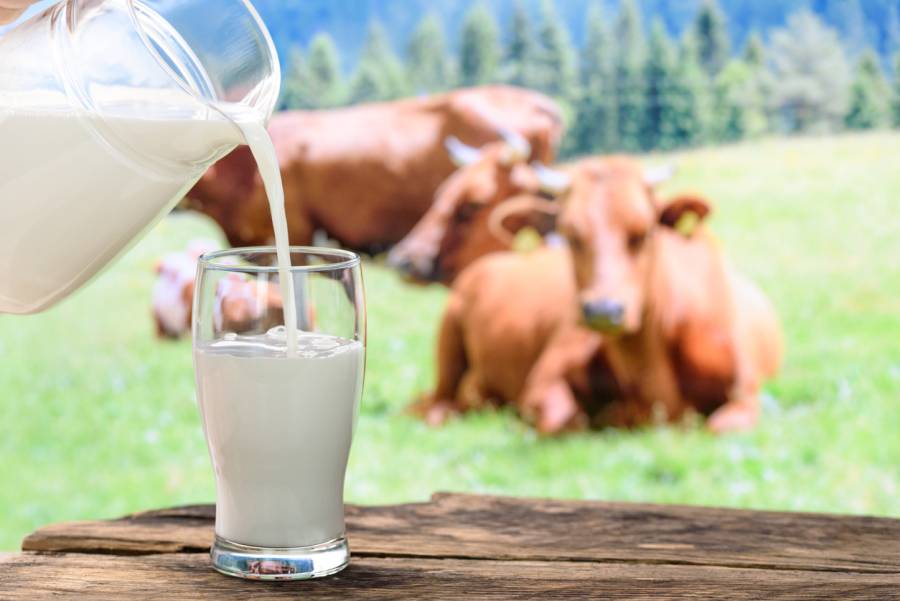 Milch wird aus einer Glaskanne in ein Glas gegossen. Im Hintergrund Kühe auf einer Weide (Symbolbild: iStock/WDnet)