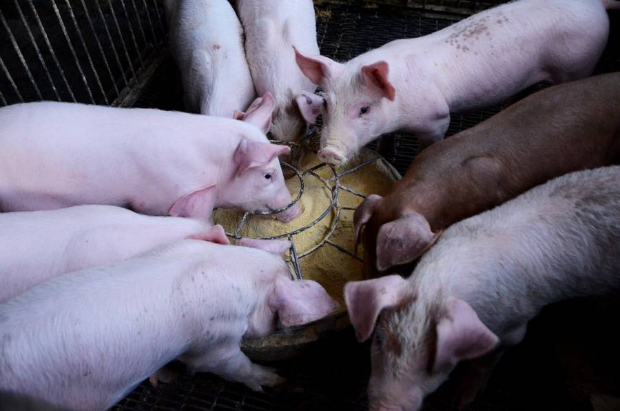 Mastschweine bei der Futteraufnahme (Symbolbild: chx69)