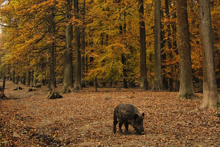 Wildschweine im herbstlichen Wald. (Symbolbild: Dann Aragrim) 