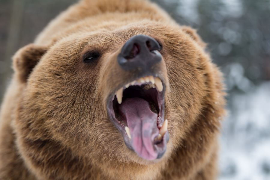 Ein Braunbär mit aufgerissenem Maul. (Symbolbild: iStock/Byrdyak)