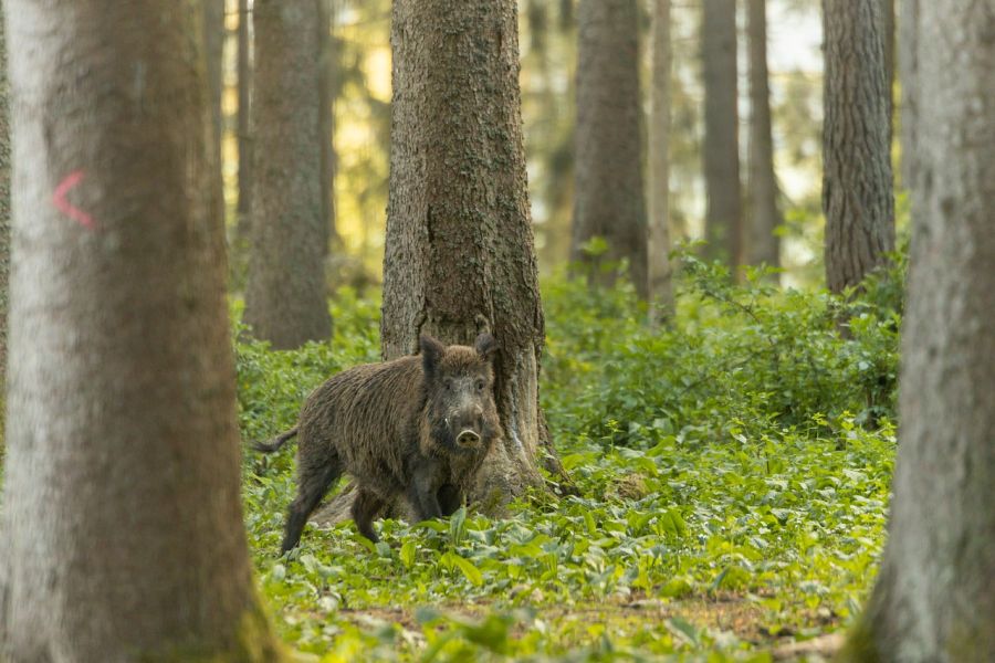 Ein Wildschweinkeiler im Wald. (Symbolbild: Noah Meinzer)