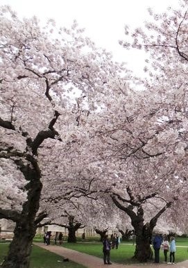 米国ワシントン大学構内の桜（2011年4月撮影）