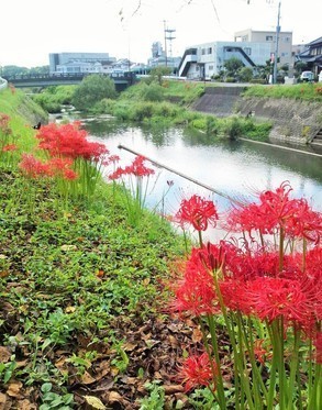 病院横の三重川河畔に咲いた本日の彼岸花です。