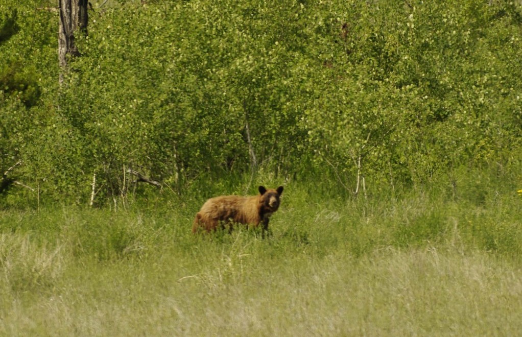 junger Grizzly