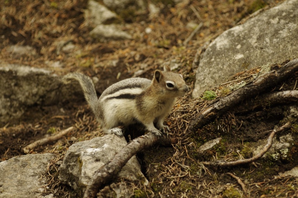 Streifenhörnchen