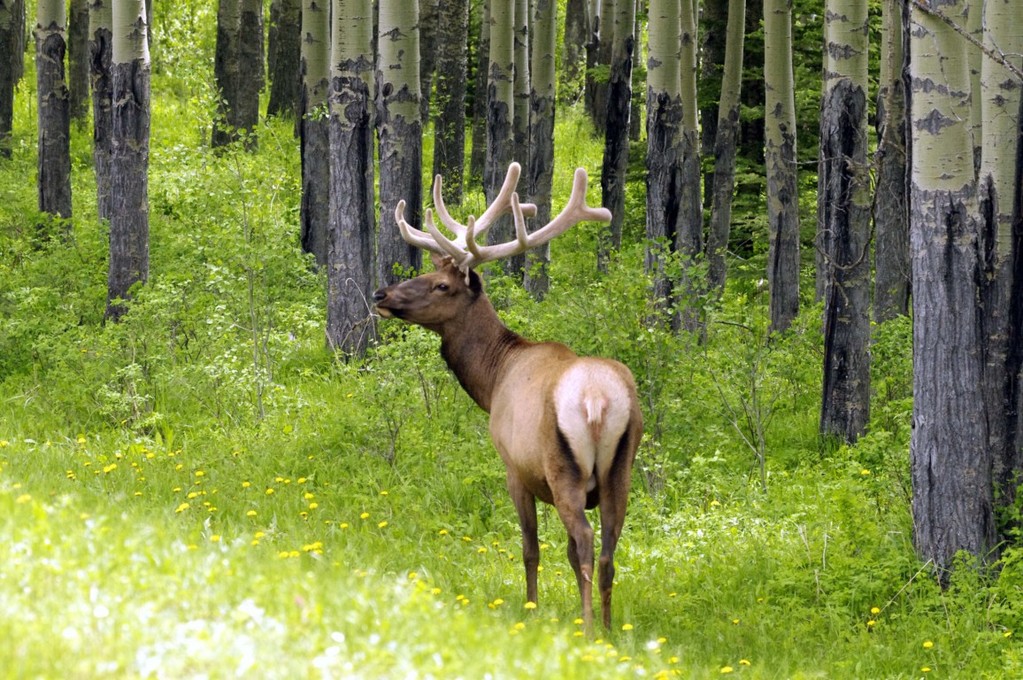 Wapiti