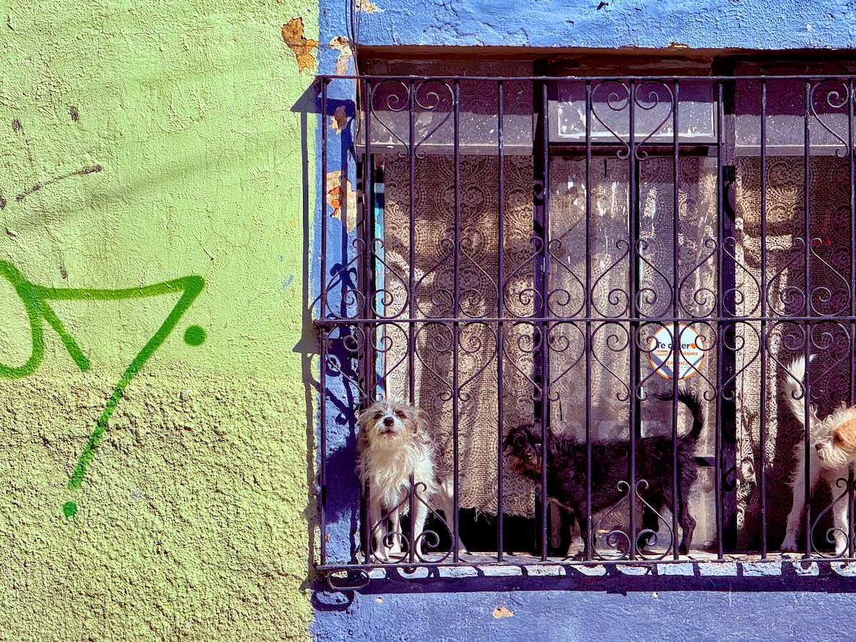 Fierce guard dogs