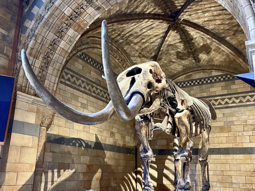 Woolly mammoth skeleton inside the Natural History Museum