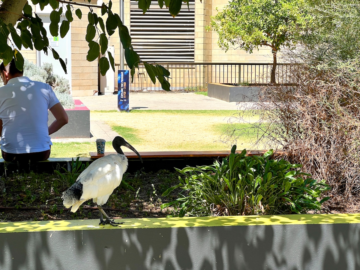 Australian White Ibis (aka, bin chicken)