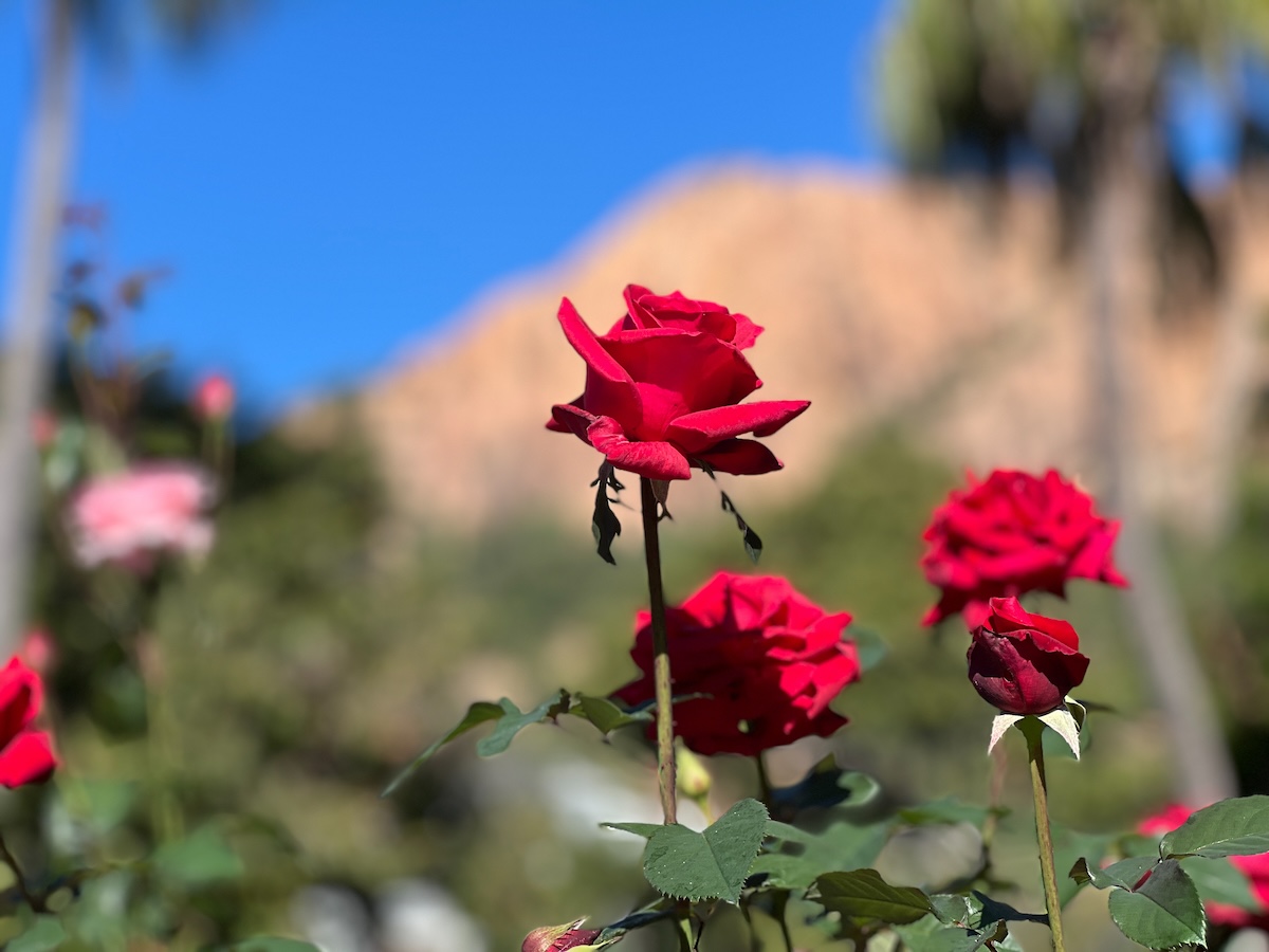 Roses at the Queens Garden