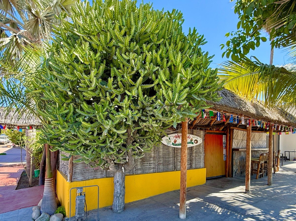 Restaurante Miguel's in Todos Santos