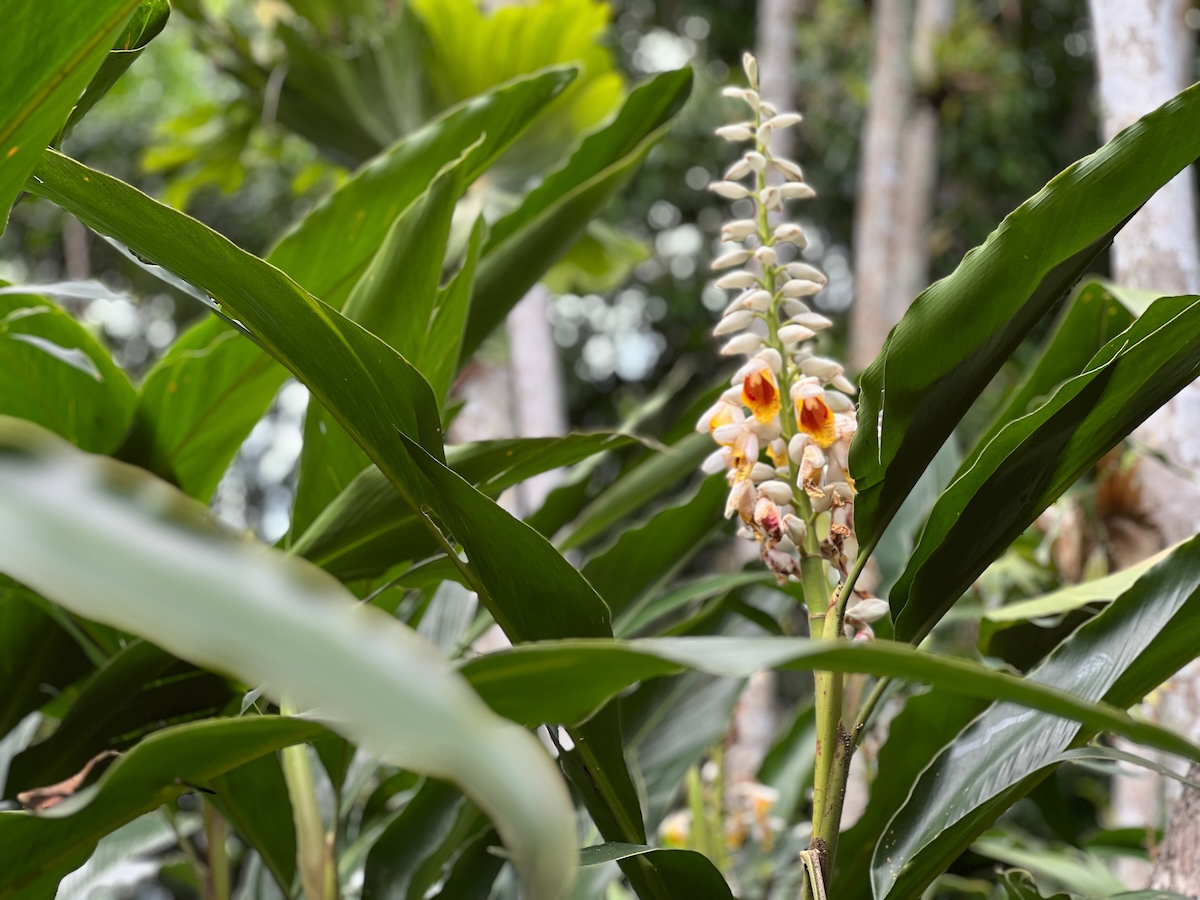 At the Cairns Botanic Gardens