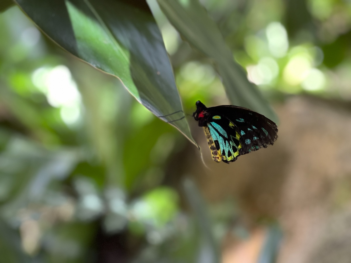 At the Australian Butterfly Sanctuary in Kuranda