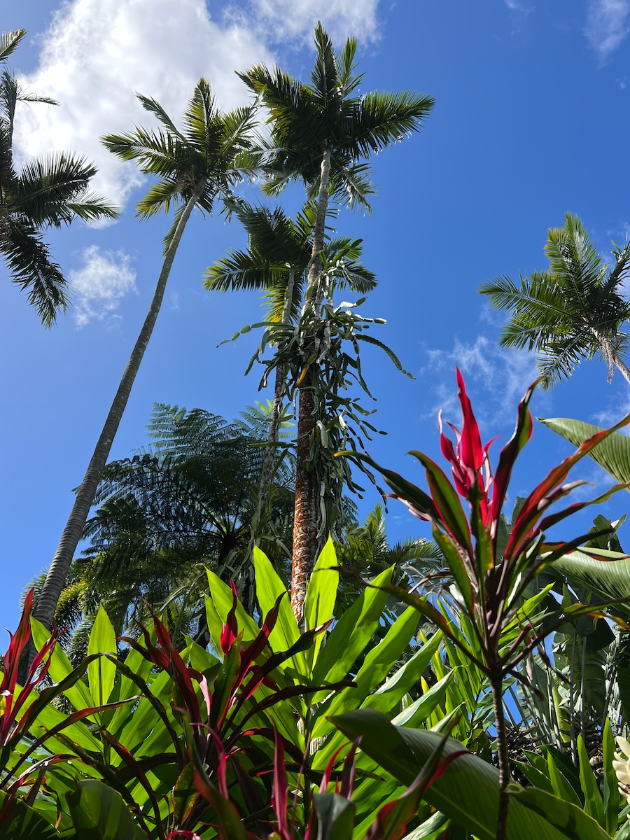 At the Cairns Botanic Gardens