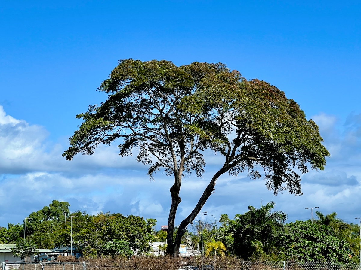 Rain tree