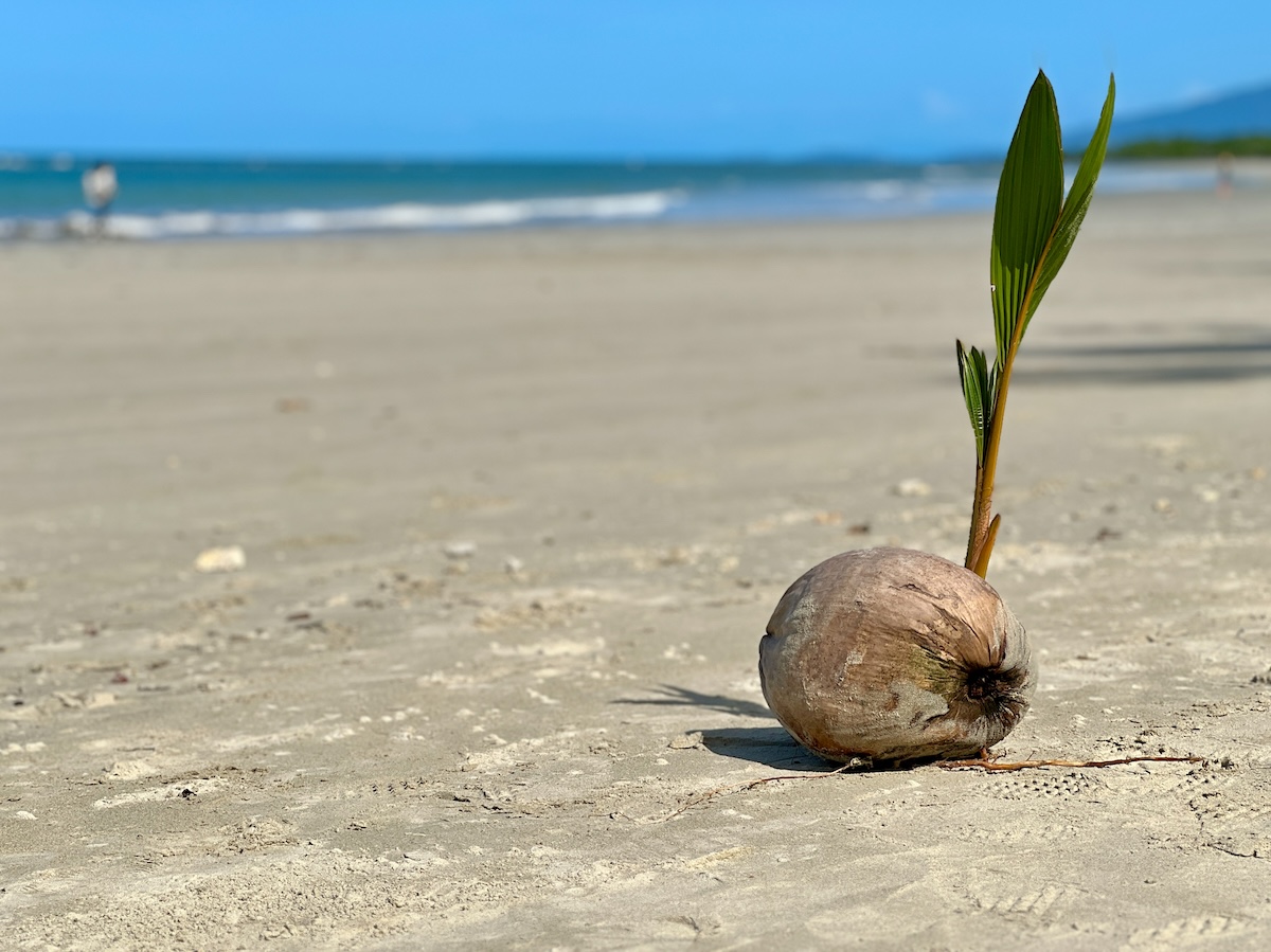 Myall Beach on Cape Tribulation