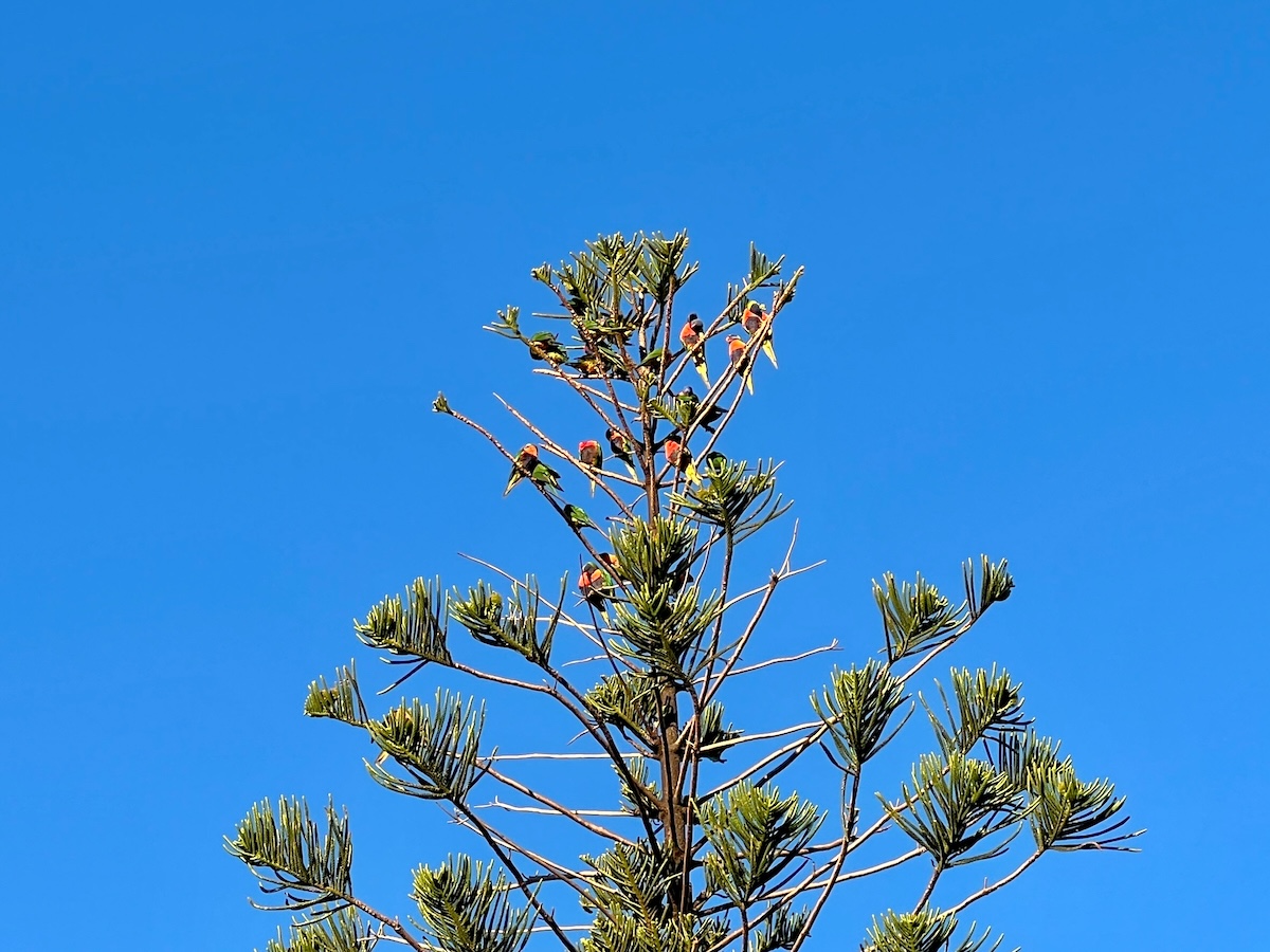 Tree filled with lorikeets