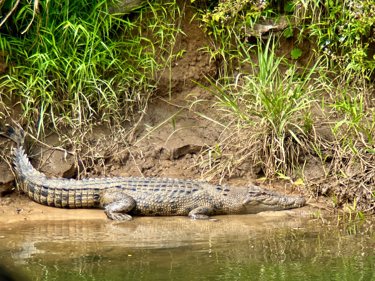 Crocodile