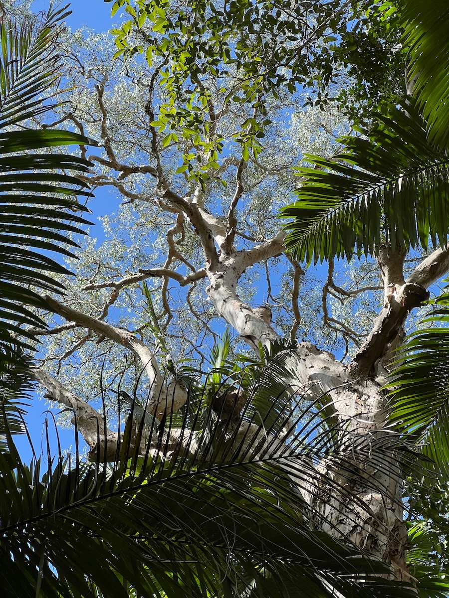 At the Cairns Botanic Gardens