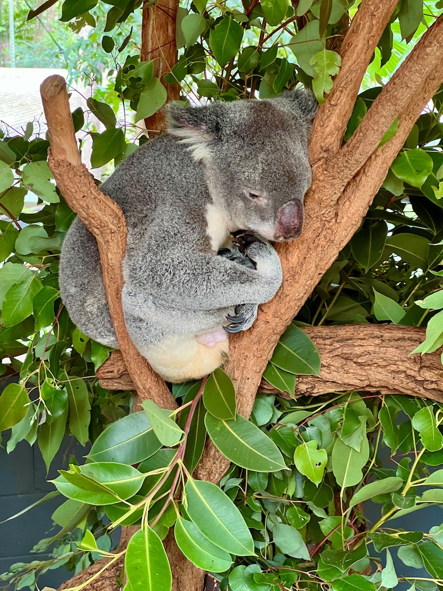 Koala at Lone Pine Sanctuary