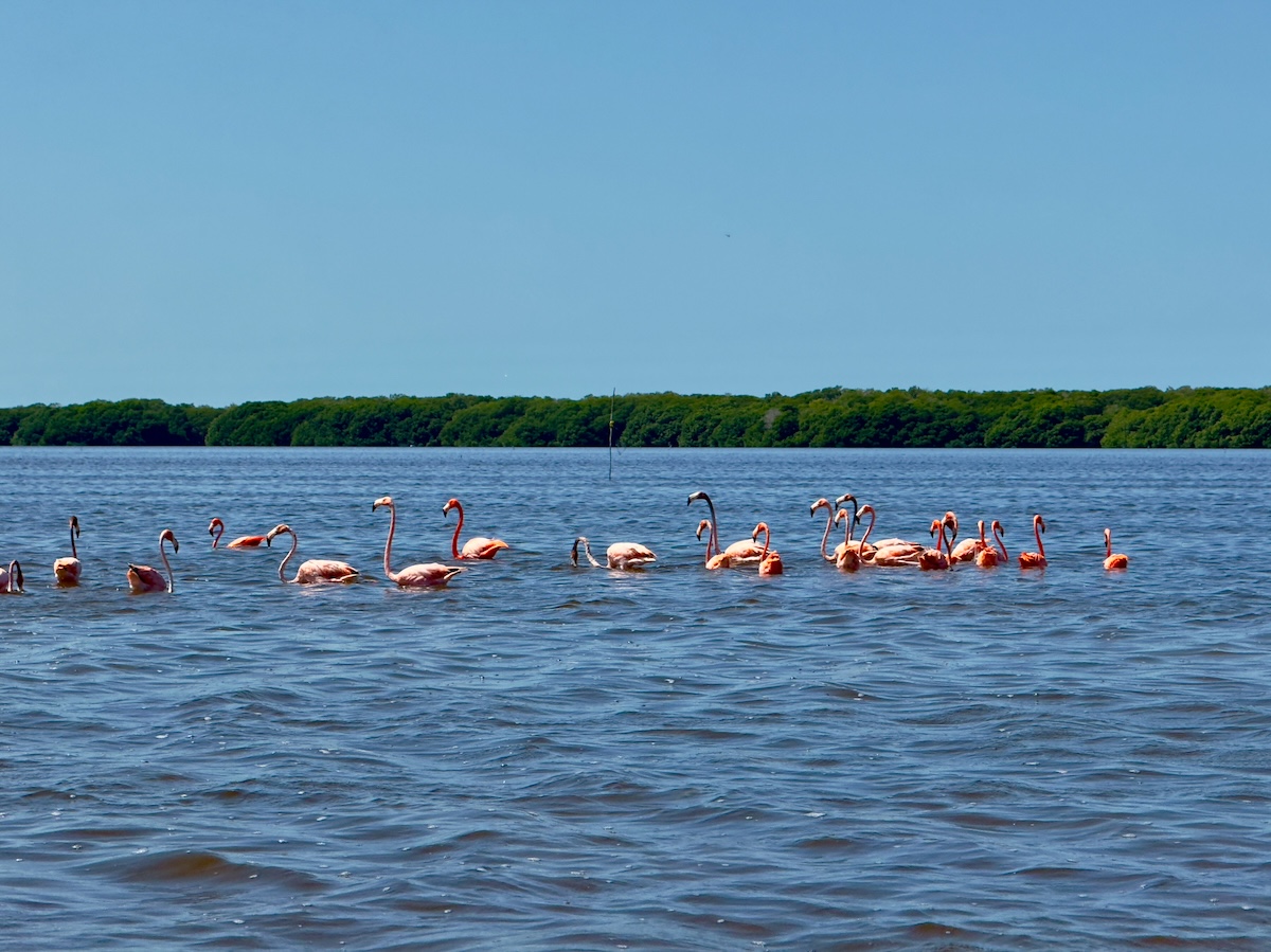 Flamingos at Celestún