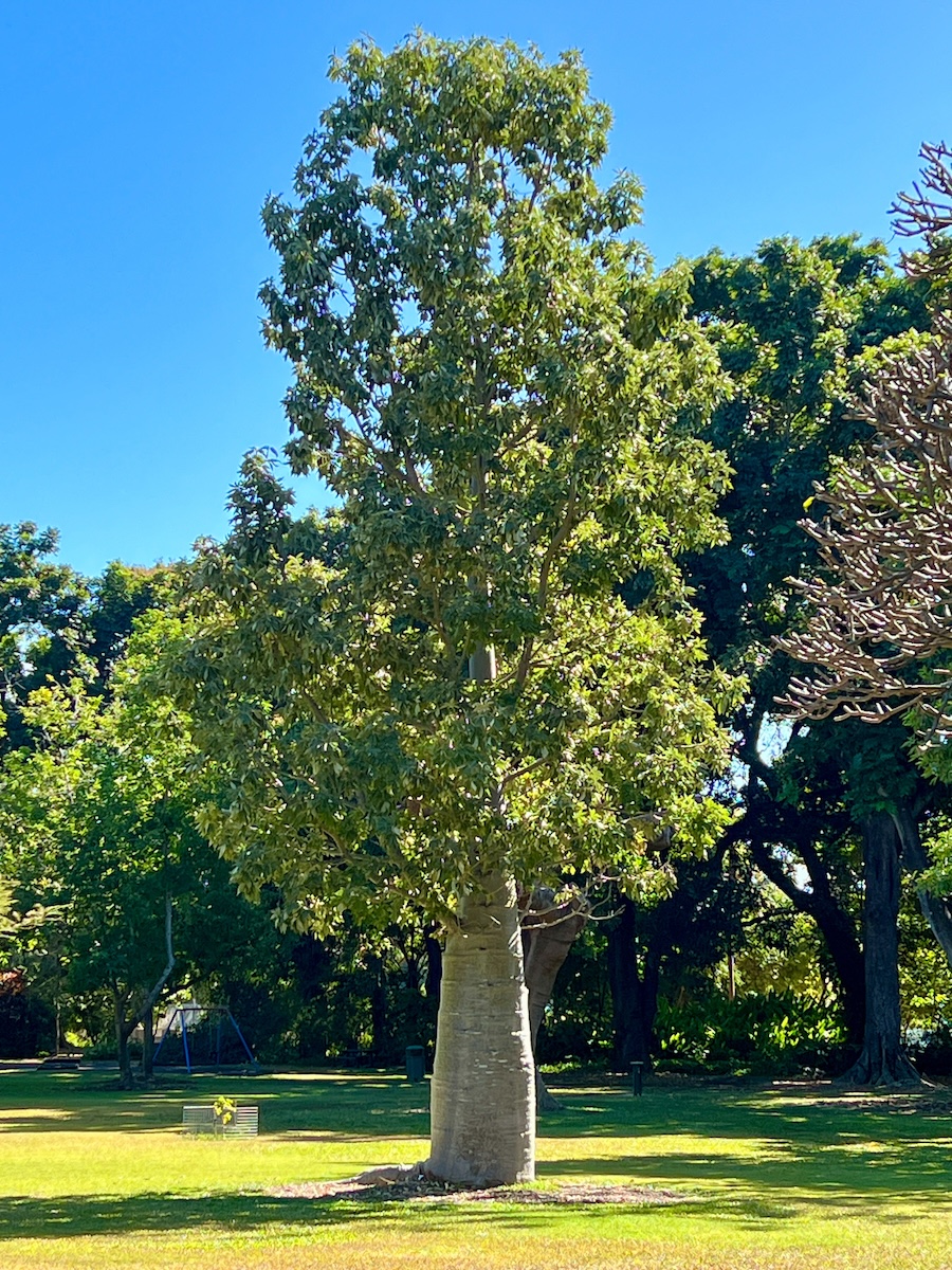 Queensland bottle tree