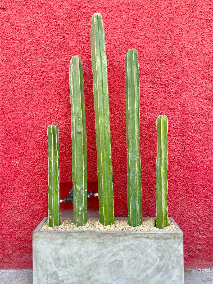 Cactus