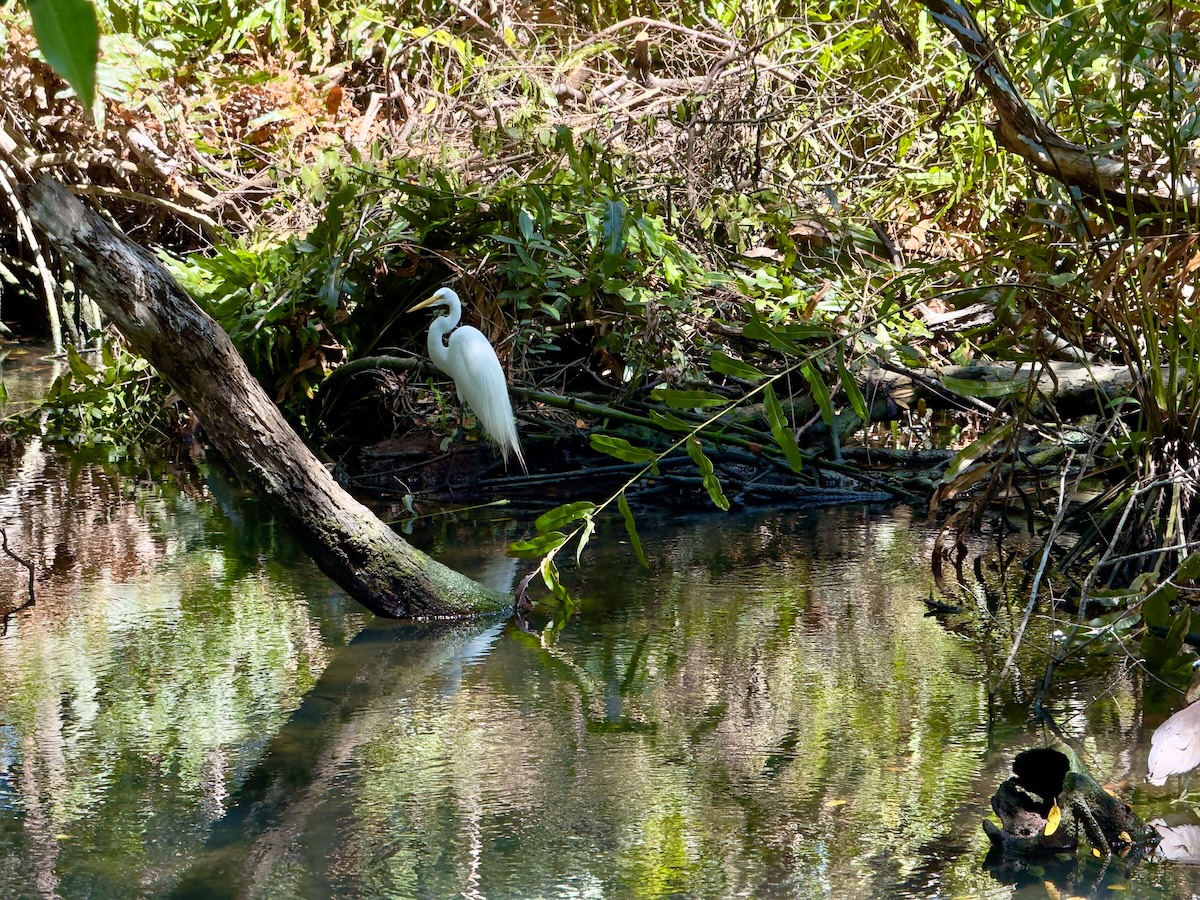 Heron at ‎⁨Reserva de la Biosfera Ría Celestún⁩