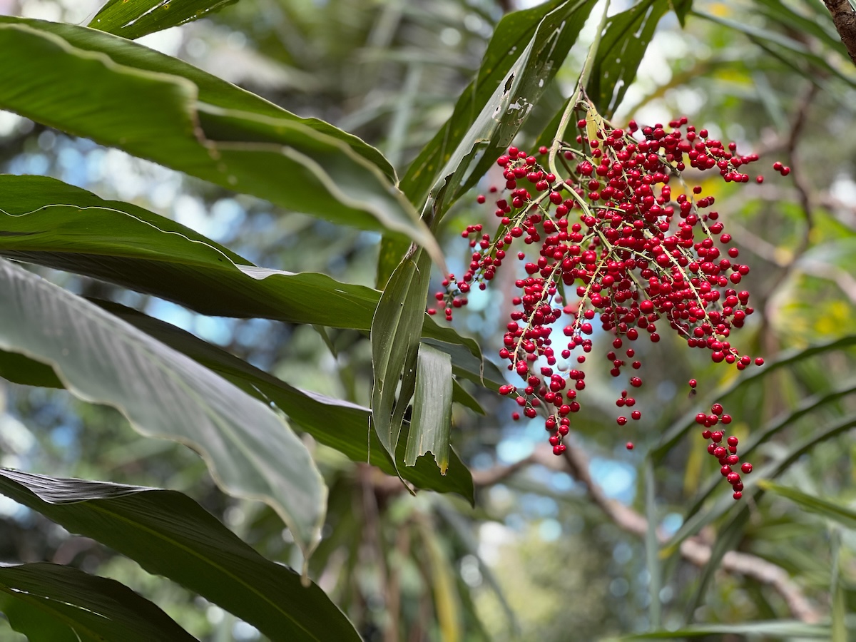 At the Cairns Botanic Gardens