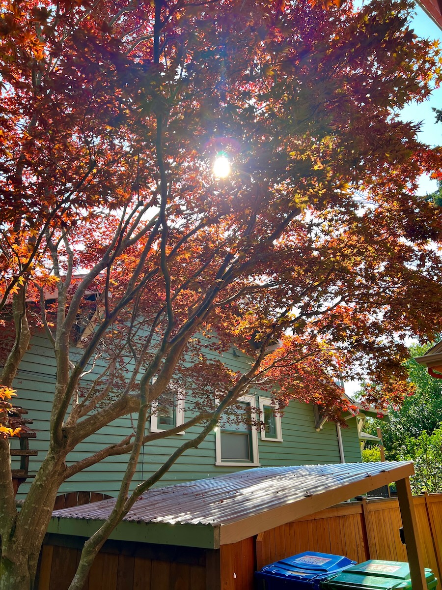 Ballard tree