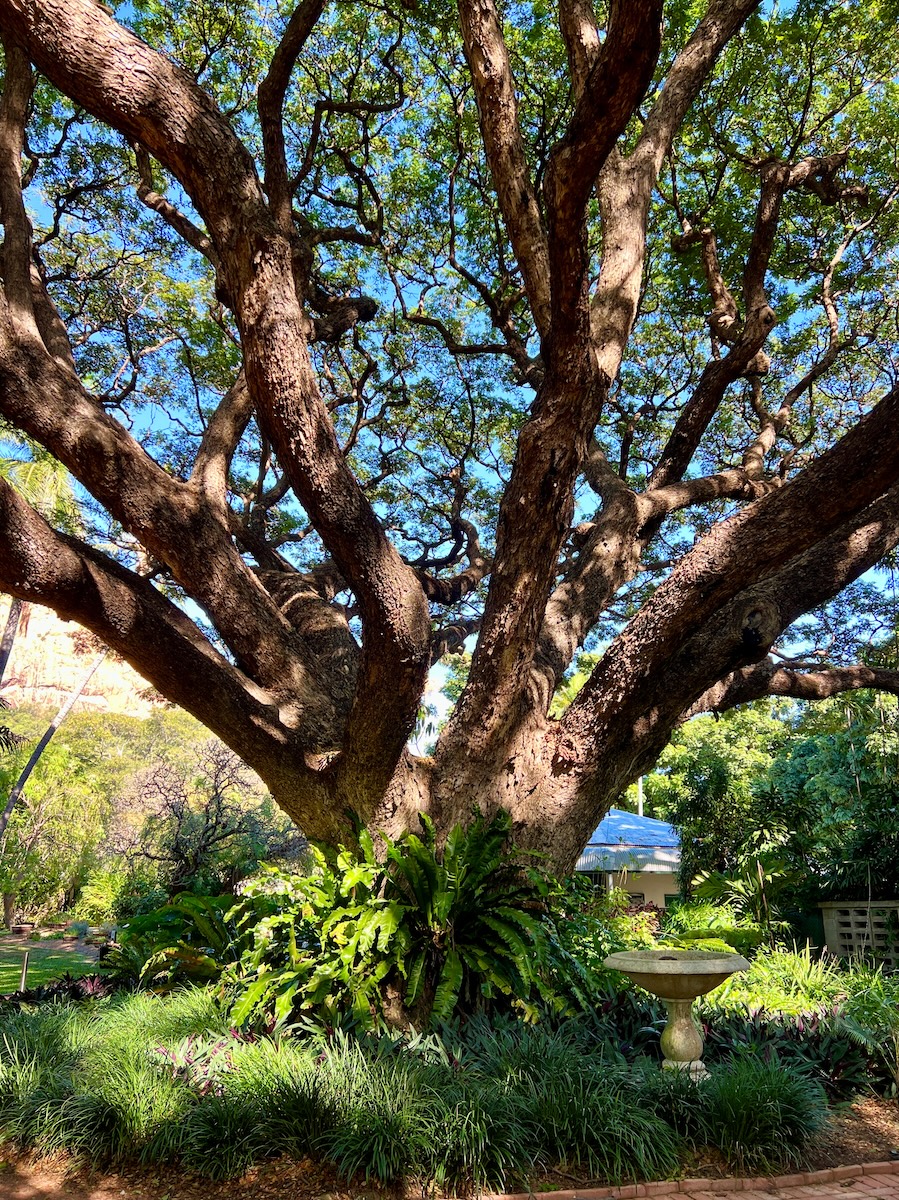 Monkeypod tree