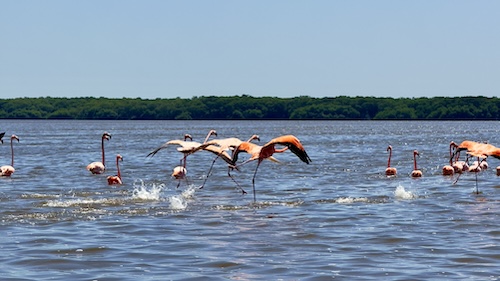 Celestún's fabulous flamingos