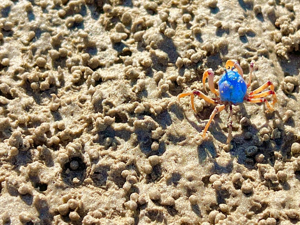 Blue Swimmer Crab