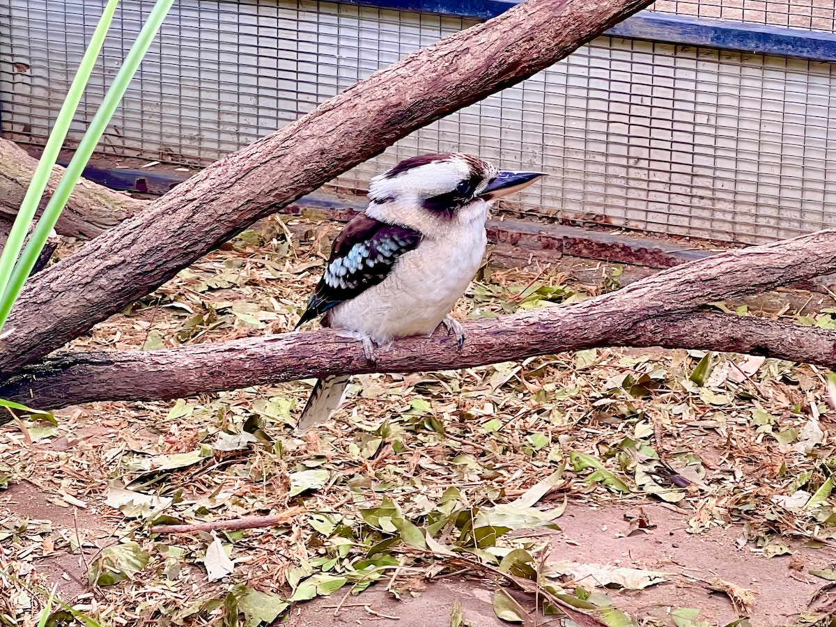 Kingfisher at Lone Pine Sanctuary